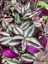 Load image into Gallery viewer, Tradescantia zebrina  - *Local Delivery or Local Pick Up Only*
