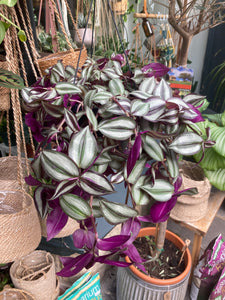 Tradescantia zebrina  - *Local Delivery or Local Pick Up Only*