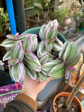 Load image into Gallery viewer, Tradescantia albiflora Nanouk 12cm pot - Fantasy Venice
