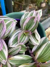 Load image into Gallery viewer, Tradescantia albiflora Nanouk 12cm pot - Fantasy Venice
