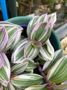 Tradescantia albiflora Nanouk 12cm pot - Fantasy Venice