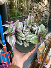 Load image into Gallery viewer, Tradescantia albiflora Nanouk 12cm pot - Fantasy Venice
