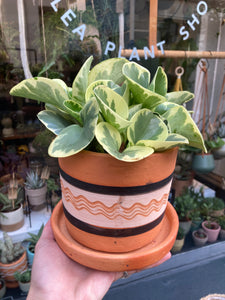 Peperomia obtusifolia Variegata - Baby Rubber Plant