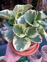 Load image into Gallery viewer, Peperomia obtusifolia Variegata - Baby Rubber Plant
