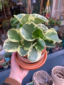 Peperomia obtusifolia Variegata - Baby Rubber Plant