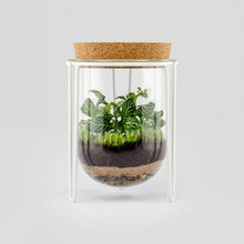 Load image into Gallery viewer, Terrarium Kit

