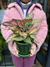 Load image into Gallery viewer, Aglaonema Spotted Star / Chinese evergreen
