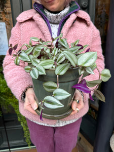 Tradescantia zebrina / Inch Plant - 17cm Pot