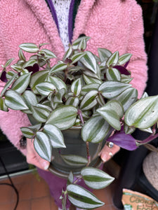 Tradescantia zebrina / Inch Plant - 17cm Pot