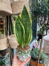 Load image into Gallery viewer, Sansevieria futura Superba - Snake Plant

