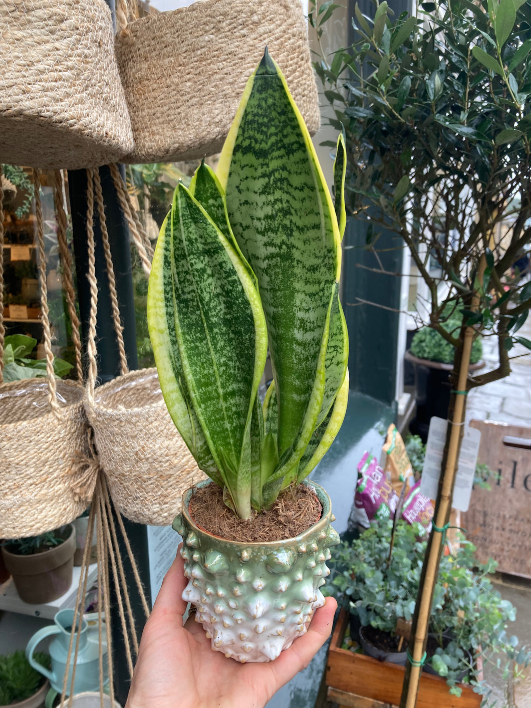 Sansevieria futura Superba - Snake Plant