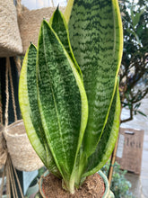 Load image into Gallery viewer, Sansevieria futura Superba - Snake Plant
