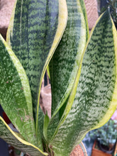 Load image into Gallery viewer, Sansevieria futura Superba - Snake Plant
