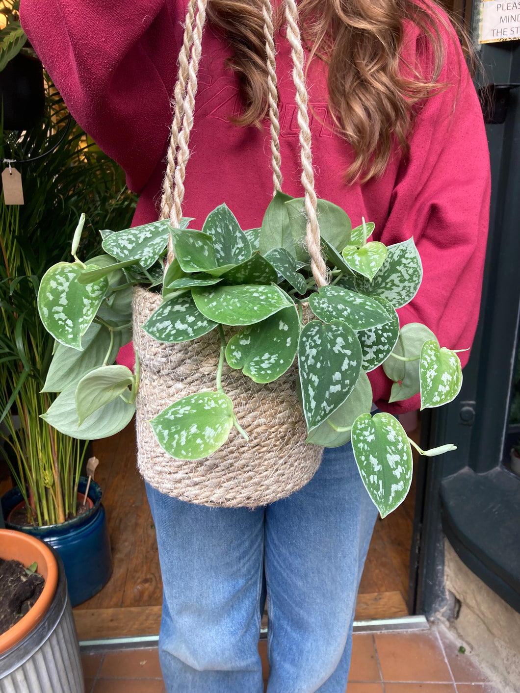 Epipremnum pictus Argyreus - Satin Pothos