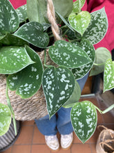 Load image into Gallery viewer, Epipremnum pictus Argyreus - Satin Pothos
