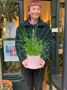 Juncus effusus Spiralis - Corkscrew Rush