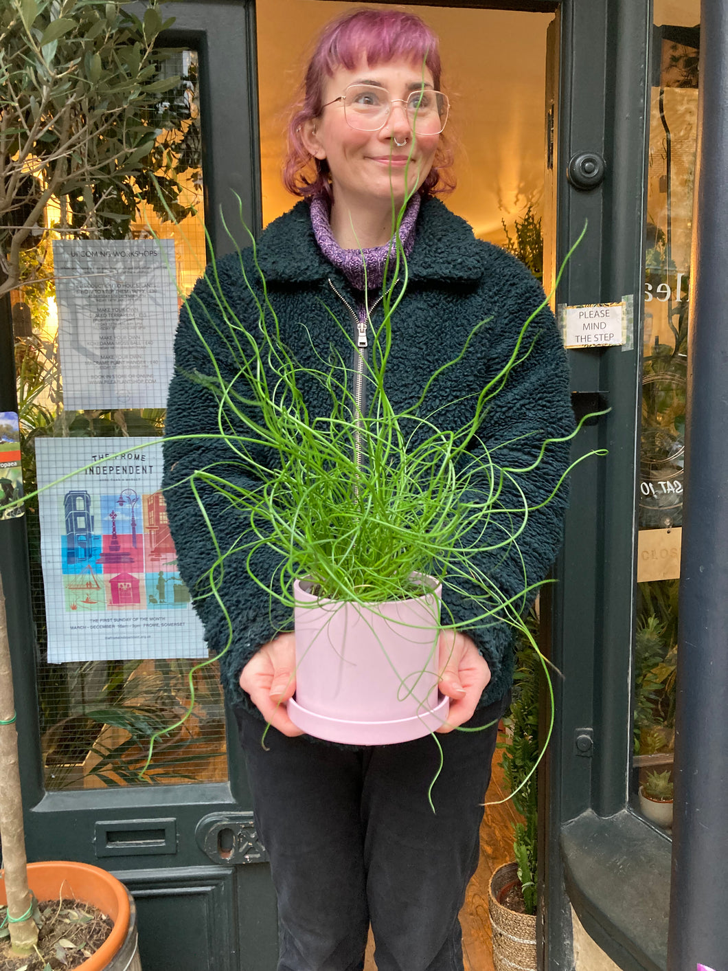 Juncus effusus Spiralis - Corkscrew Rush