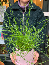 Load image into Gallery viewer, Juncus effusus Spiralis - Corkscrew Rush
