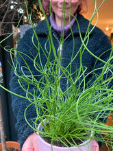 Load image into Gallery viewer, Juncus effusus Spiralis - Corkscrew Rush
