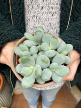 Load image into Gallery viewer, Pachyphytum oviferum 8.5cm Pot - Moonstones
