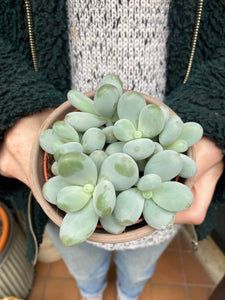 Pachyphytum oviferum 8.5cm Pot - Moonstones