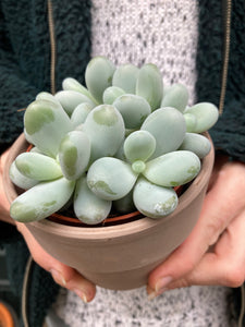 Pachyphytum oviferum 8.5cm Pot - Moonstones