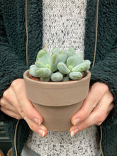 Load image into Gallery viewer, Pachyphytum oviferum 8.5cm Pot - Moonstones
