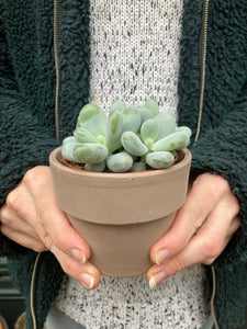 Pachyphytum oviferum 8.5cm Pot - Moonstones