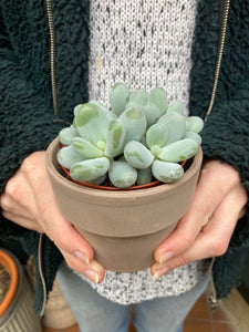 Pachyphytum oviferum 8.5cm Pot - Moonstones