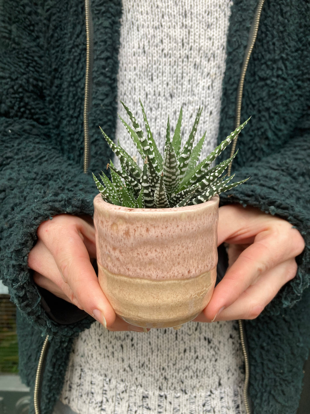 Haworthia Fasciata Big Band
