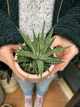 Load image into Gallery viewer, Haworthia Fasciata Big Band
