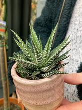Load image into Gallery viewer, Haworthia Fasciata Big Band
