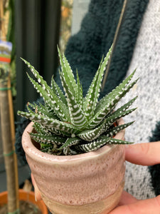 Haworthia Fasciata Big Band