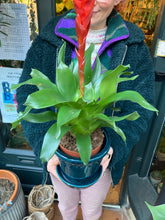 Load image into Gallery viewer, Vriesea &#39;Style&#39; - Bromeliad
