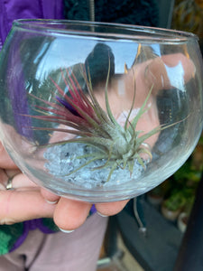 Tillandsia Air Plant Glass Bowl - *Local Delivery or Local Pick Up Only*