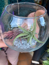 Load image into Gallery viewer, Tillandsia Air Plant Glass Bowl - *Local Delivery or Local Pick Up Only*
