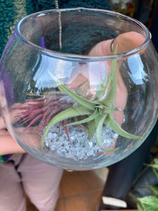 Tillandsia Air Plant Glass Bowl - *Local Delivery or Local Pick Up Only*