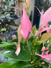 Load image into Gallery viewer, Anthurium andraeanum Lilli / Painter’s Palette
