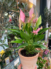 Load image into Gallery viewer, Anthurium andraeanum Lilli / Painter’s Palette
