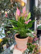 Load image into Gallery viewer, Anthurium andraeanum Lilli / Painter’s Palette
