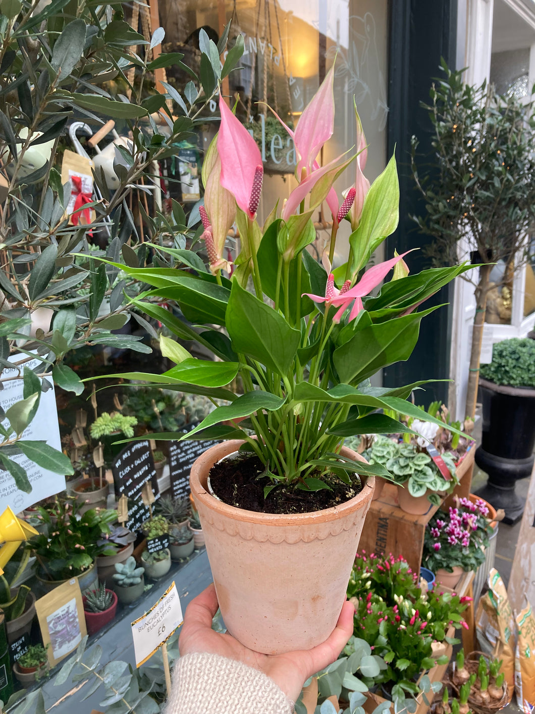 Anthurium andraeanum Lilli / Painter’s Palette