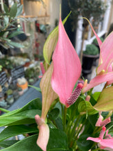 Load image into Gallery viewer, Anthurium andraeanum Lilli / Painter’s Palette
