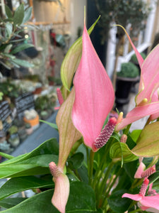 Anthurium andraeanum Lilli / Painter’s Palette