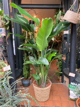 Load image into Gallery viewer, Strelitzia nicolai 36cm pot - *Local Delivery or Local Pick Up Only*
