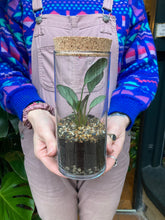 Load image into Gallery viewer, Calathea Terrarium - *Local Delivery or Local Pick Up Only*
