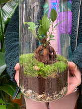 Load image into Gallery viewer, Ficus microcarpa Ginseng Sealed Terrarium - *Local Delivery or Local Pick Up Only*
