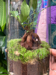 Ficus microcarpa Ginseng Sealed Terrarium - *Local Delivery or Local Pick Up Only*