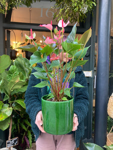 Anthurium andraeanum Hot Lips - *Local Delivery or Local Pick Up Only*
