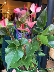 Anthurium andraeanum Hot Lips - *Local Delivery or Local Pick Up Only*