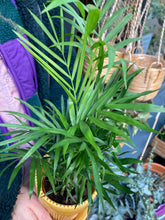 Load image into Gallery viewer, Chamaedorea elegans 9cm Pot - Parlour Palm
